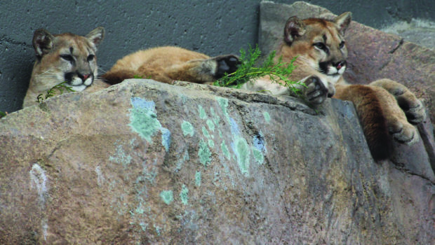 Orphaned sibling mountain lions, Salton and Freyja, lounge in their spacious habitat at Worcester EcoTarium's new Wild Cat Station exhibit sponsored by the Hanover Insurance Group Foundation. Photo by Dominique Goyette-Connerty.